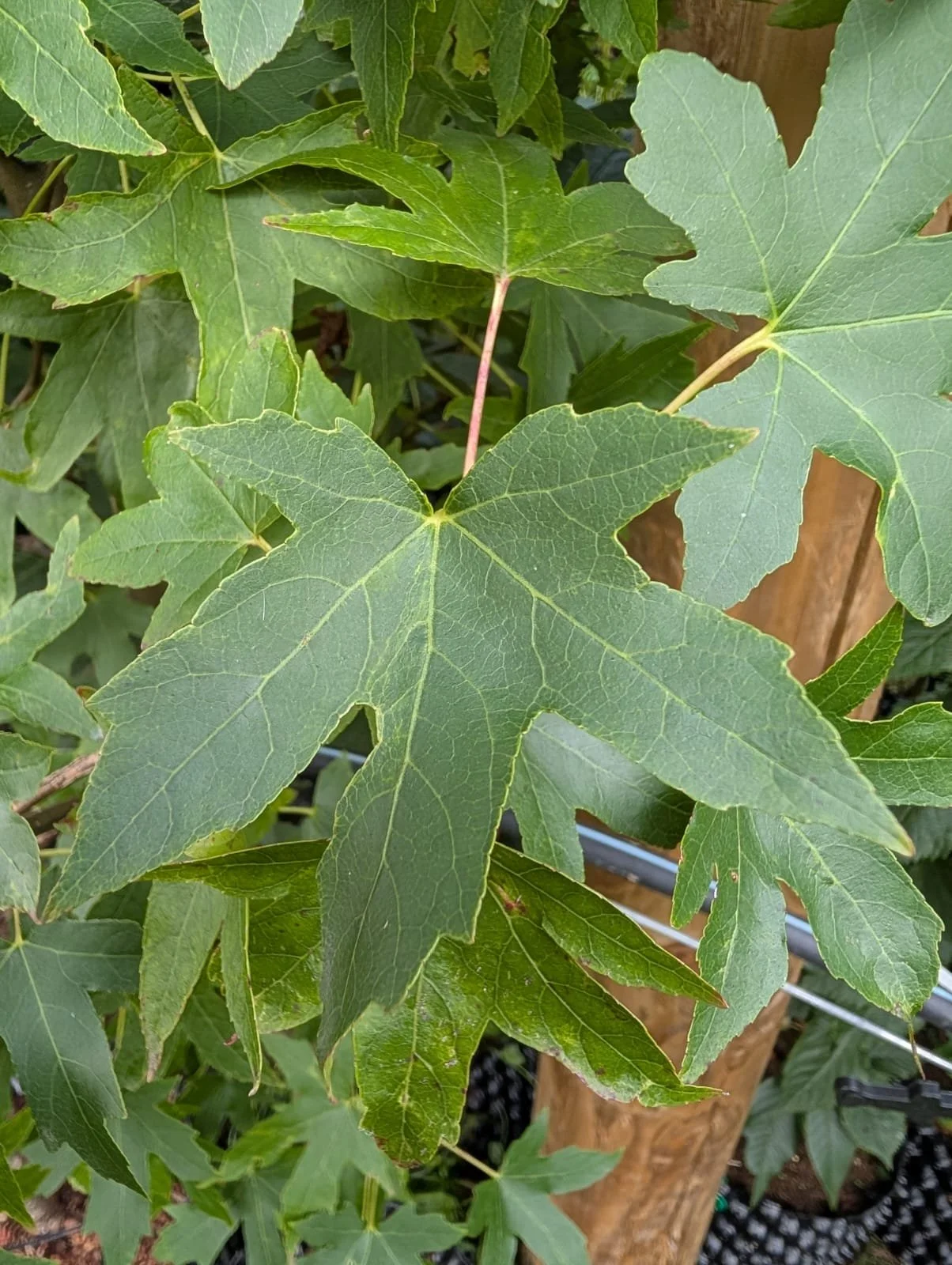 liquidamber close up.jpeg