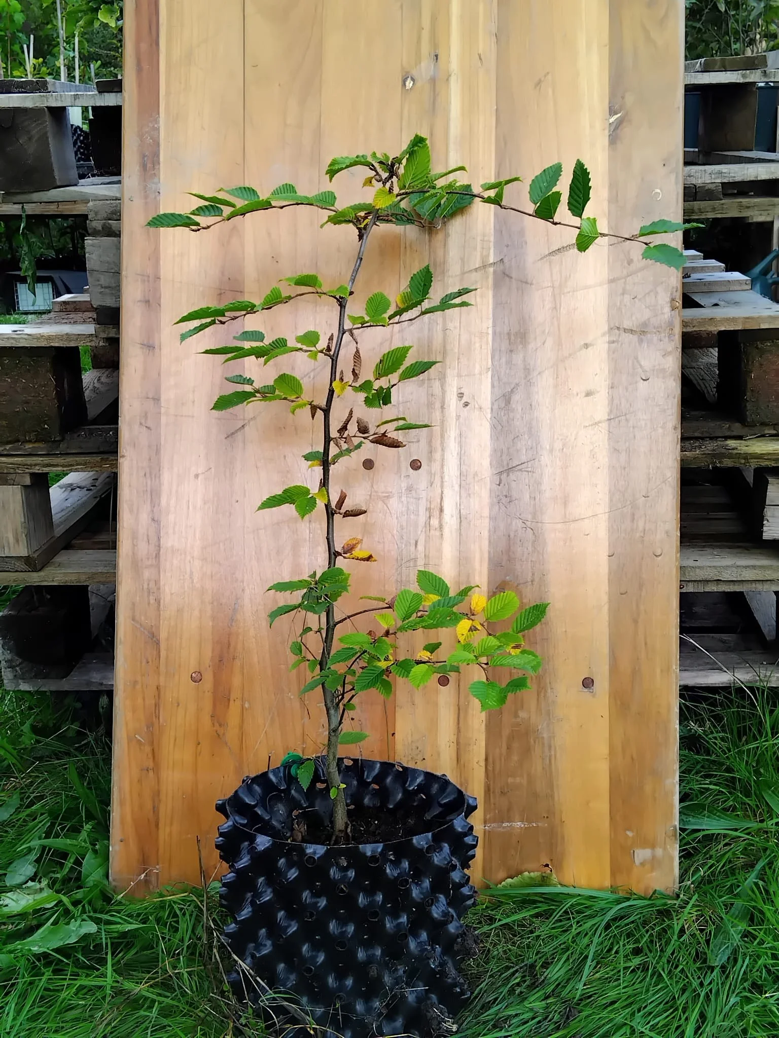 Carpinus betulus (Hornbeam)