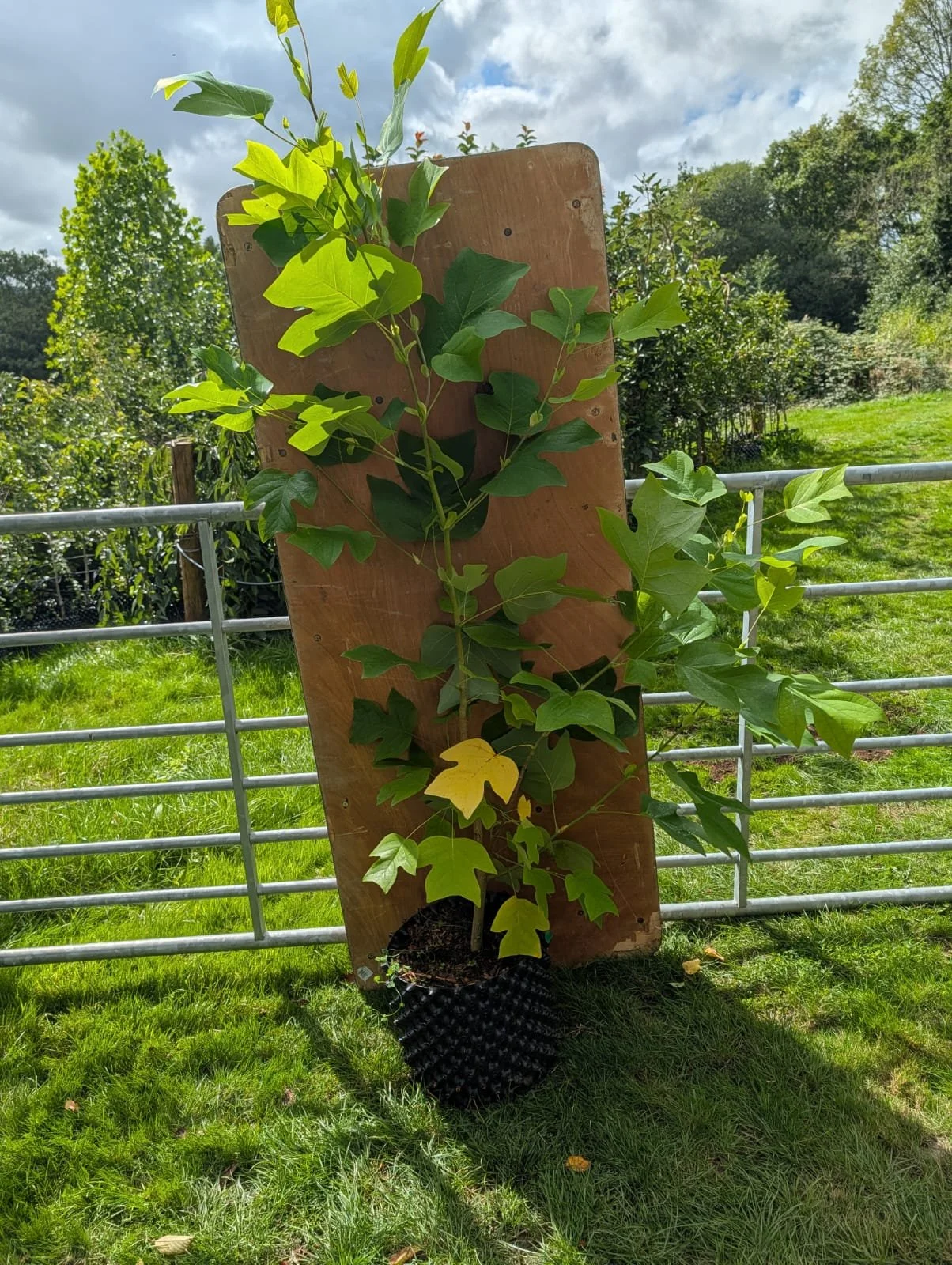 Liriodendron tulipifera (Tulip Tree)