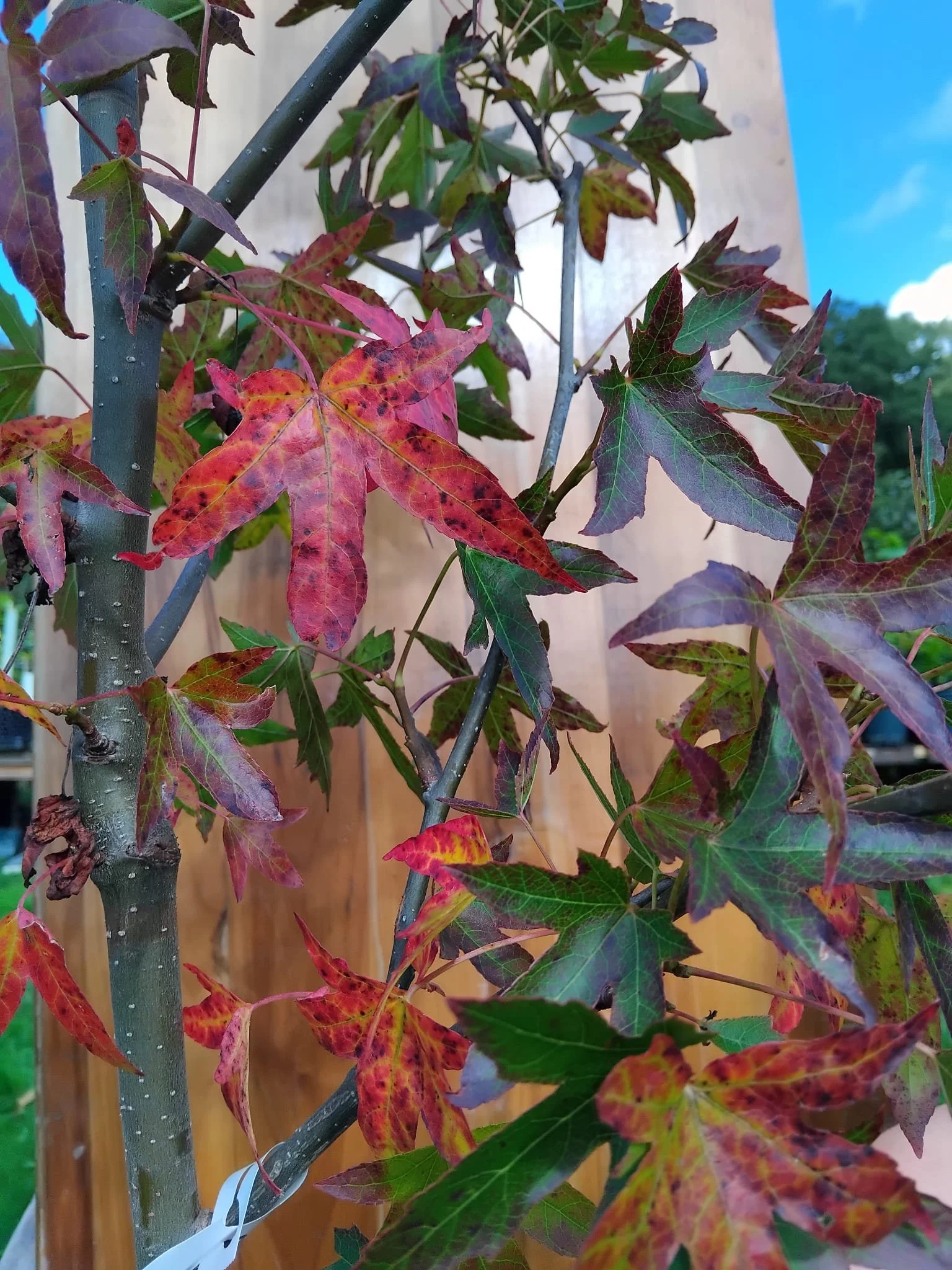 liquidambar worst.jpeg