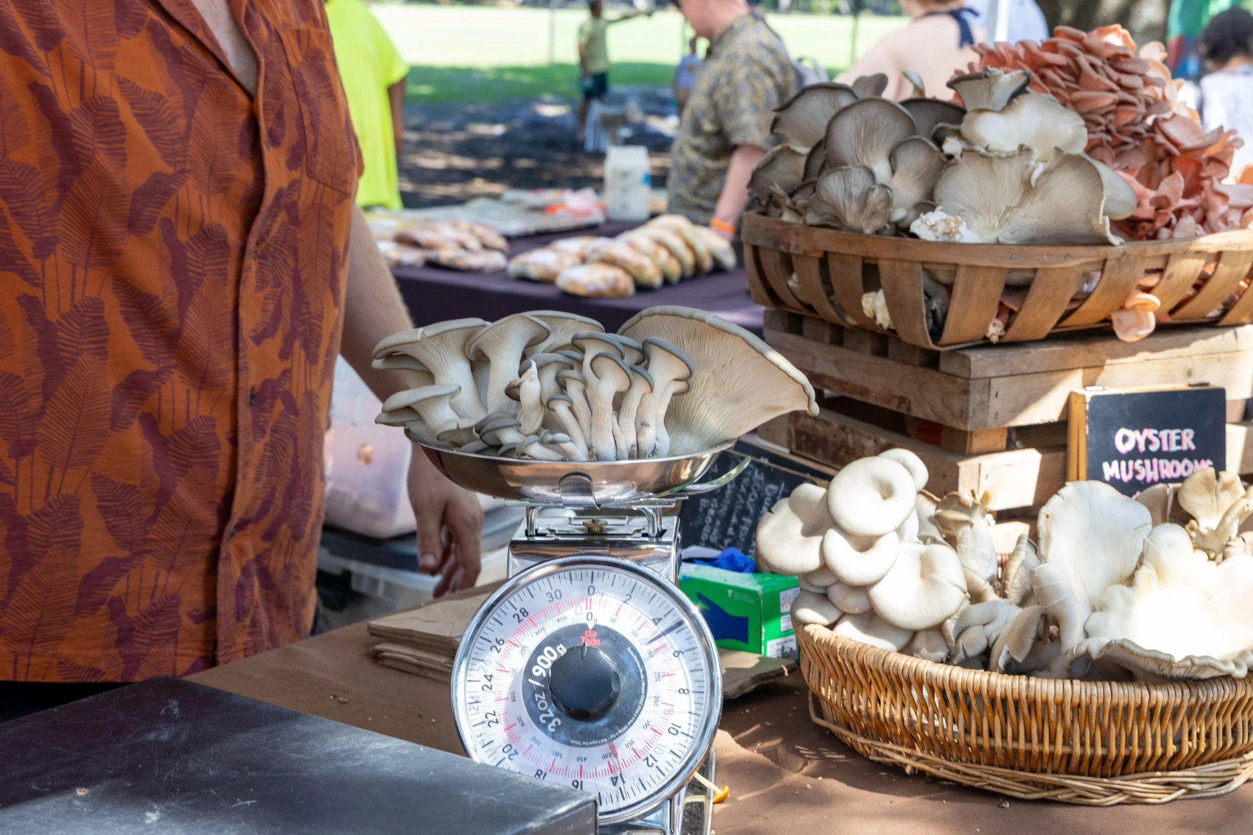Blue oyster mushrooms being measured by Ansel of Swampy Appleseed at Forsyth Farmers' Market, Saturday Market