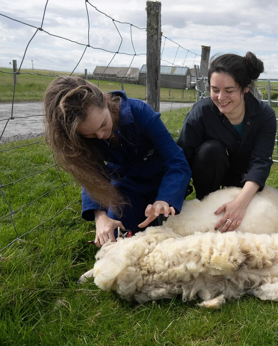 clippingsheep.jpg