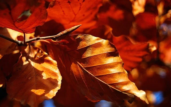 leaves-fall-dry-form-wallpaper-preview.jpeg