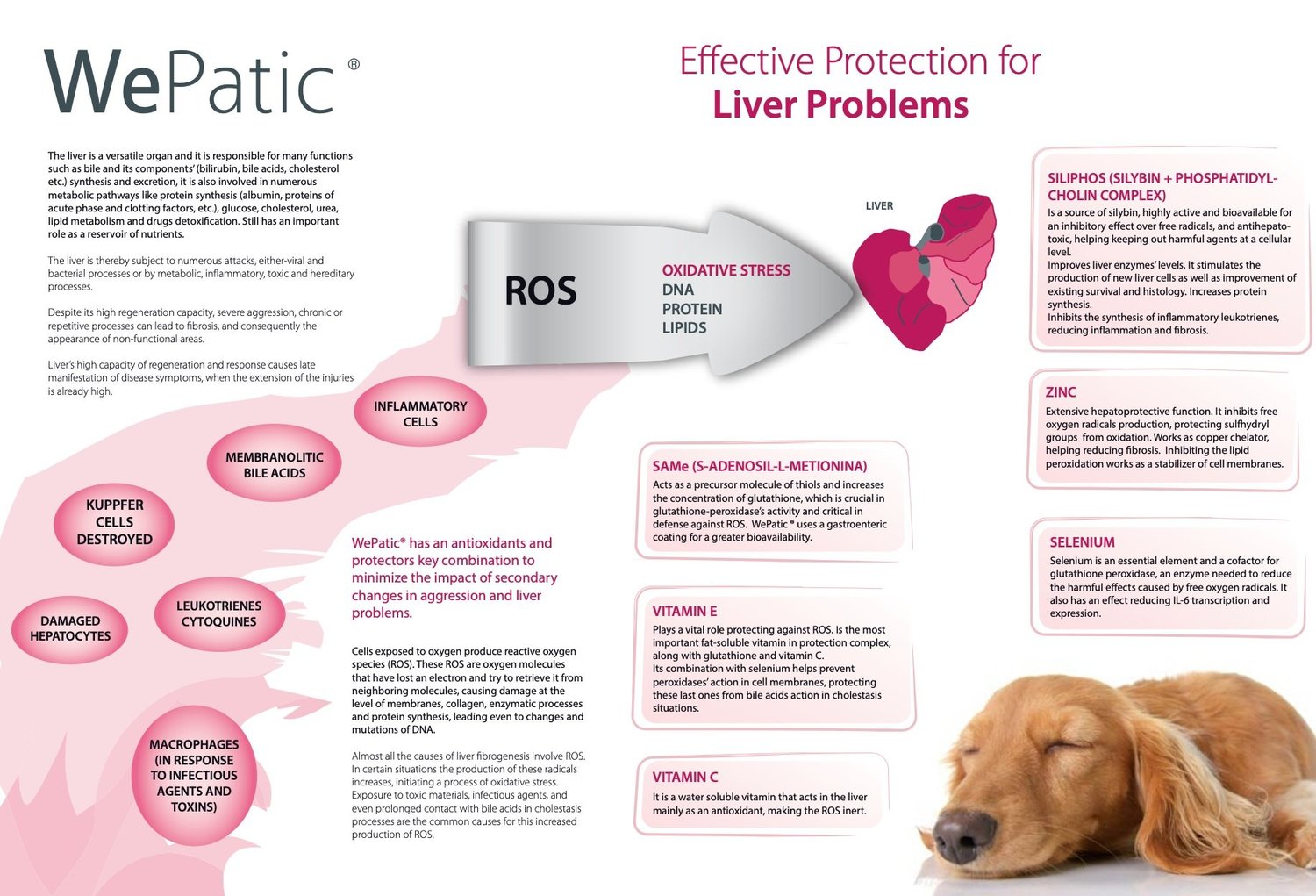 Bile Acids Treatment For Elevated Liver Enzymes In Cats Liver