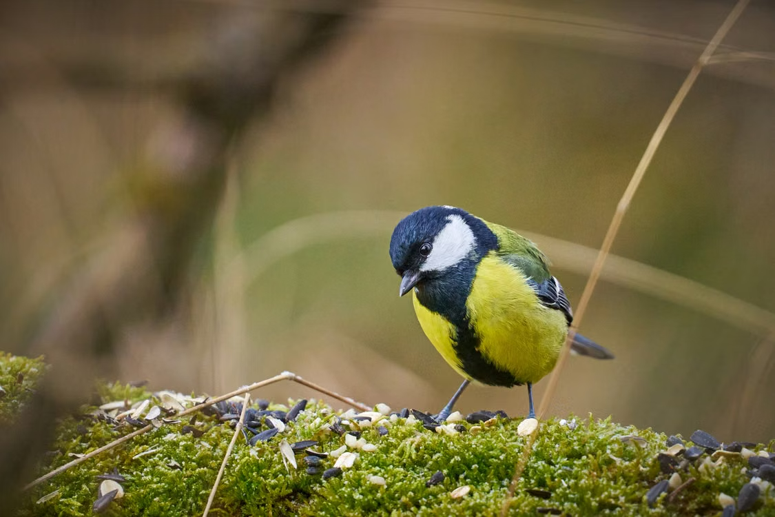 Feeding Birds: A Simple Way to Connect with Nature