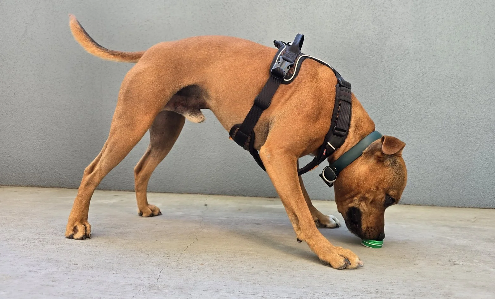 Dog indicating a hidden scent target during Scent Work training