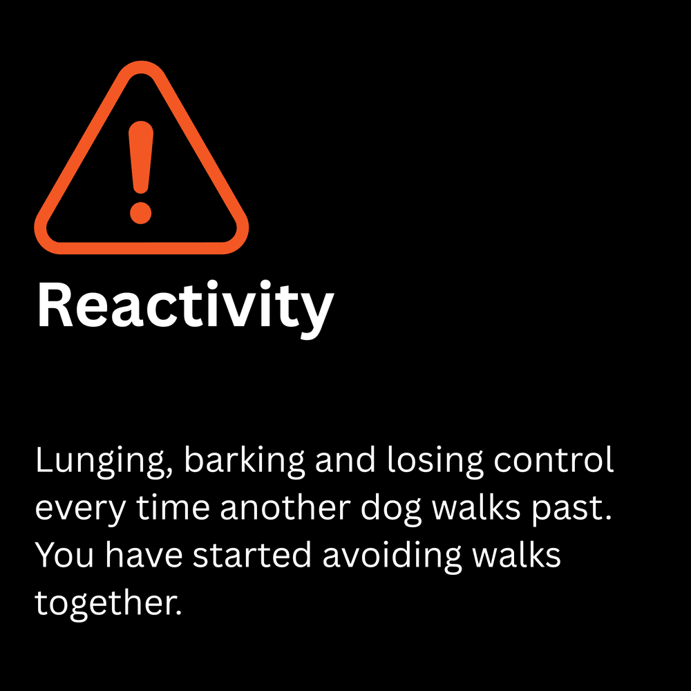 Reactivity: lunging and barking at other dogs, helped with reactive dog training in Coolum Beach