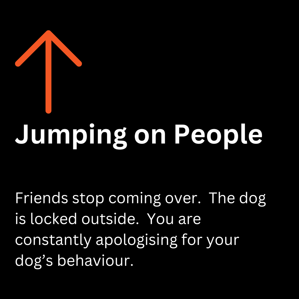 Jumping on people: training for dogs who jump on visitors, Coolum Beach