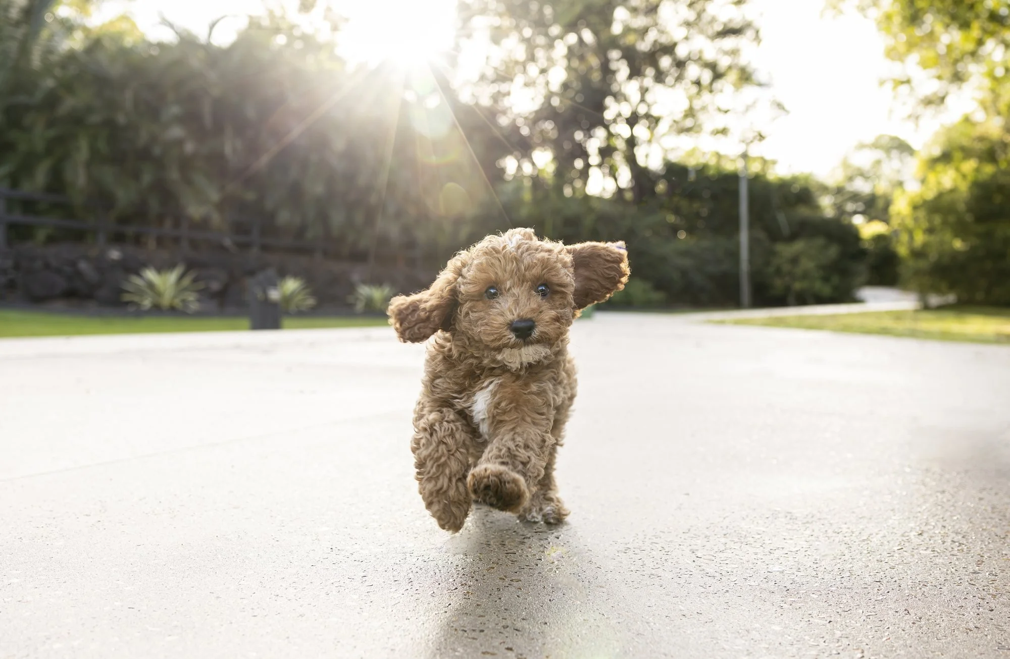 Puppy learning early manners during puppy training at Unleashed in Coolum Beach