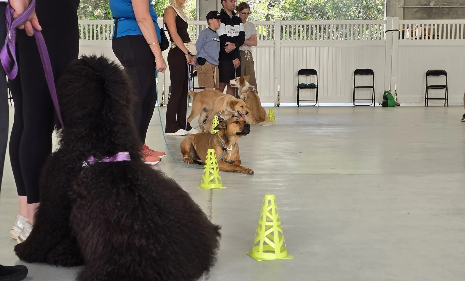 Dogs and owners lined up with cones during a Level 1 dog training class at the Unleashed training centre in Coolum Beach