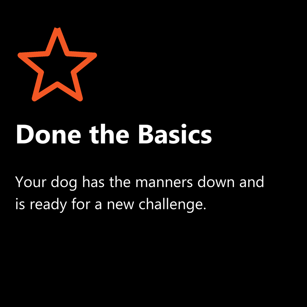 Done the basics: your dog has the manners down and is ready for a new challenge