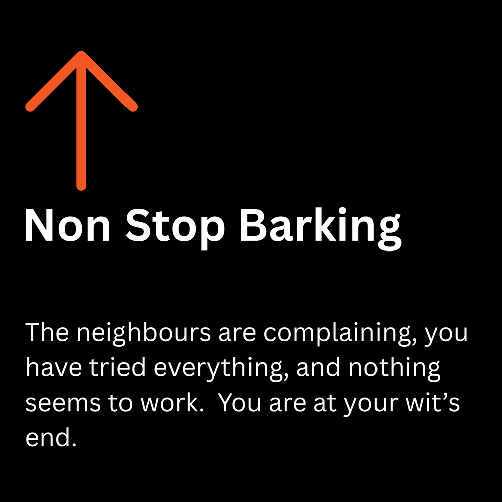 Non stop barking: dog barking training on the Sunshine Coast