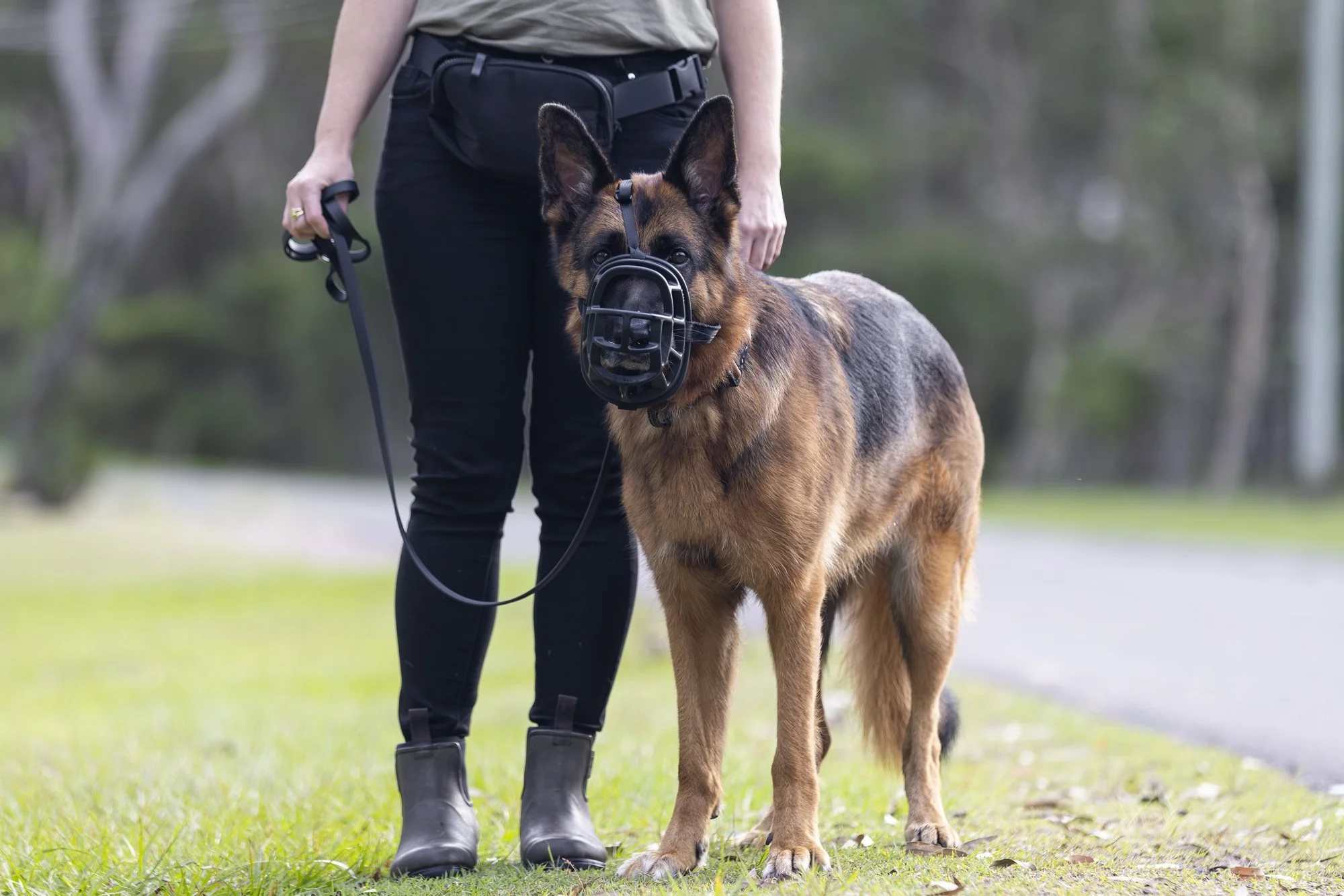 German shepherd working calmly on lead during reactive dog training in Coolum Beach