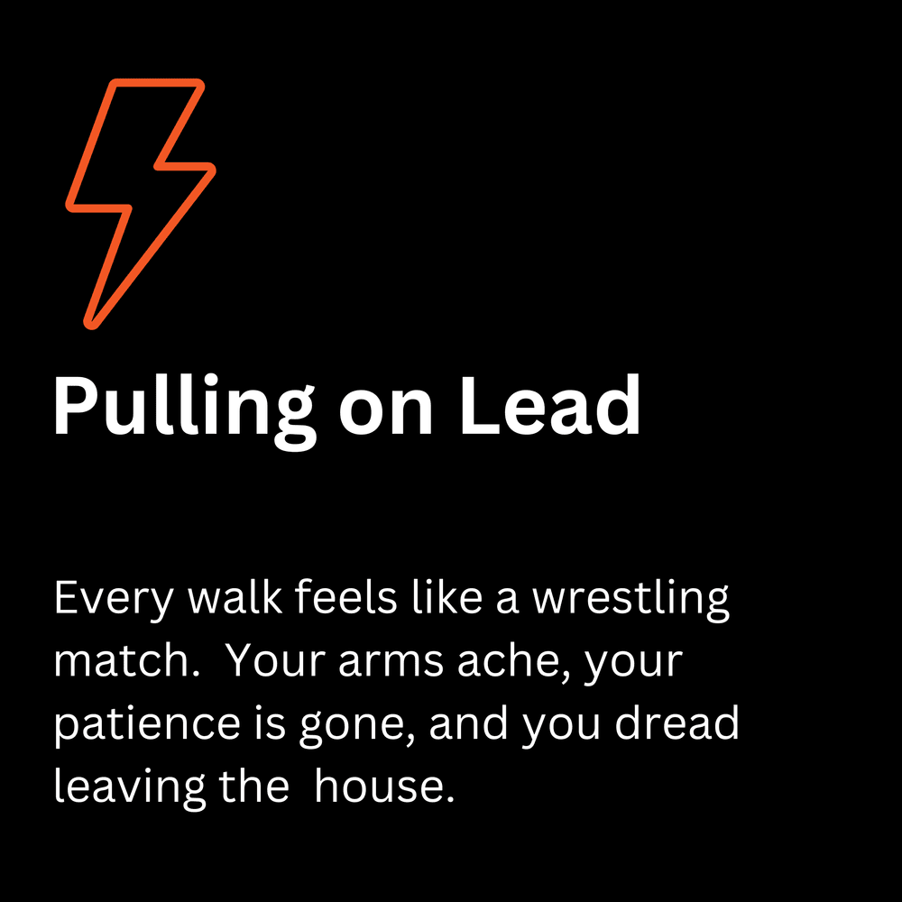 Pulling on lead: loose lead walking training for dogs on the Sunshine Coast