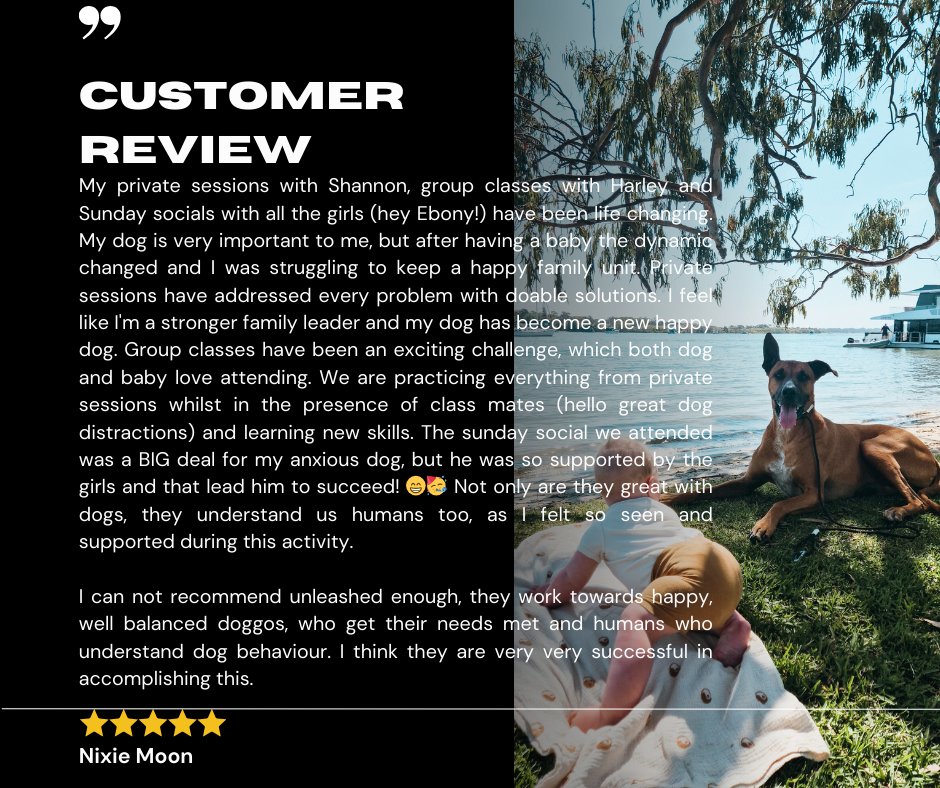 Five star review from Nixie Moon about private training, group classes and socials at Unleashed Dog Training Coolum Beach