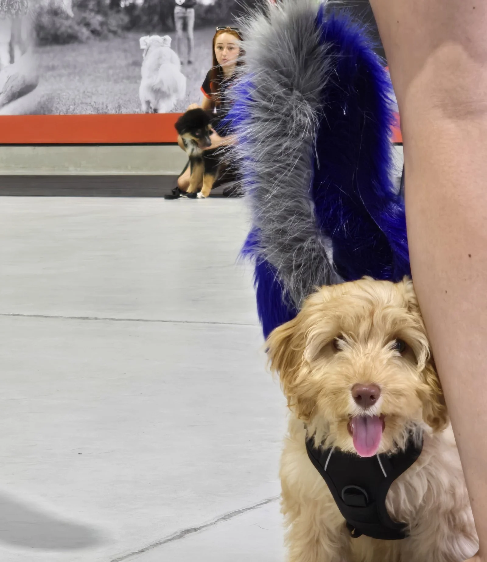 Happy puppy sitting beside its owner during Puppy Class, with the class training behind them at the Unleashed centre in Coolum Beach