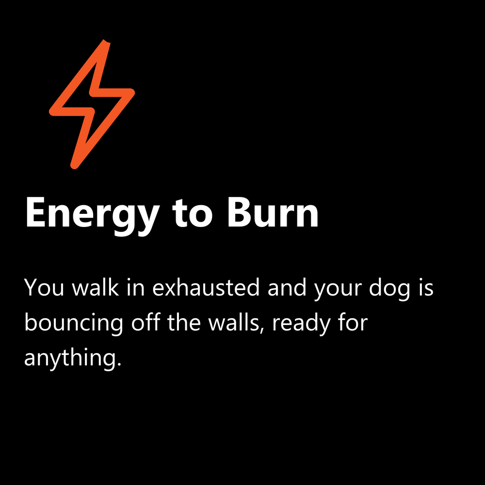 Energy to burn: high energy dog who needs exercise and enrichment at doggy daycare