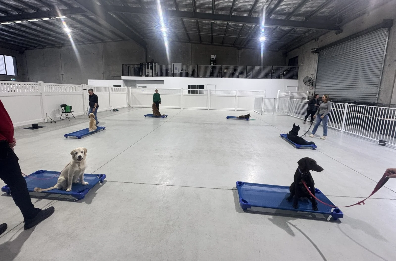 Group dog training class with dogs settling on mats at the Unleashed indoor training centre in Coolum Beach