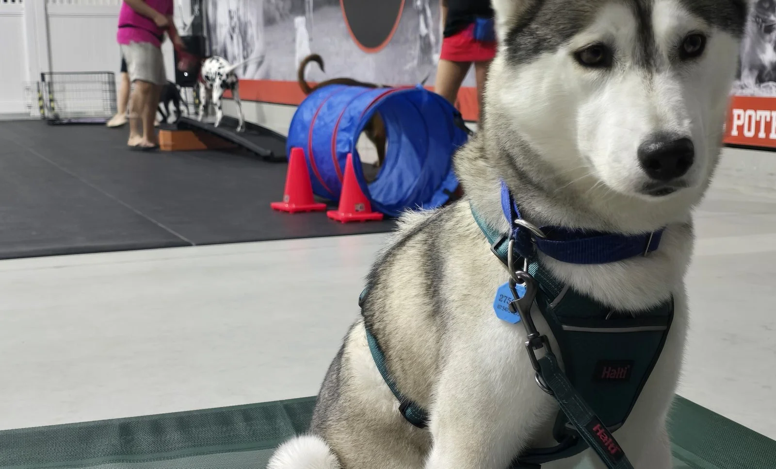 Husky sitting calmly on a training mat during a group dog training class at Unleashed Dog Training, Coolum Beach