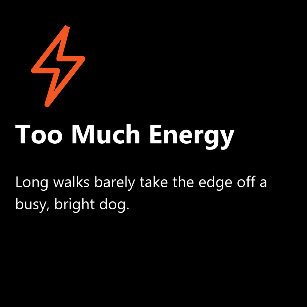 Too much energy: long walks barely take the edge off a busy, bright dog