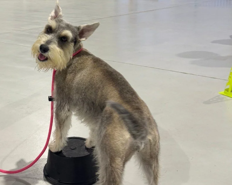 Schnauzer learning paws up on a bowl in a Rally skills class at our indoor centre, Coolum Beach