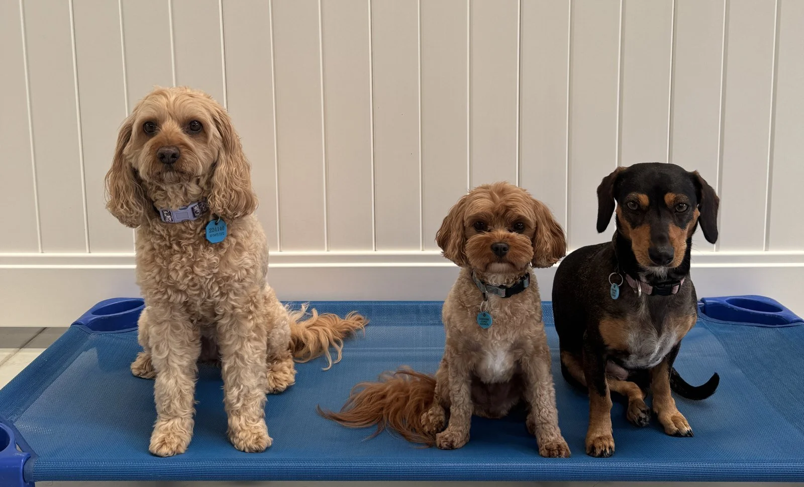 Three dogs resting together on a raised bed during structured rest time at Unleashed Doggy Daycare