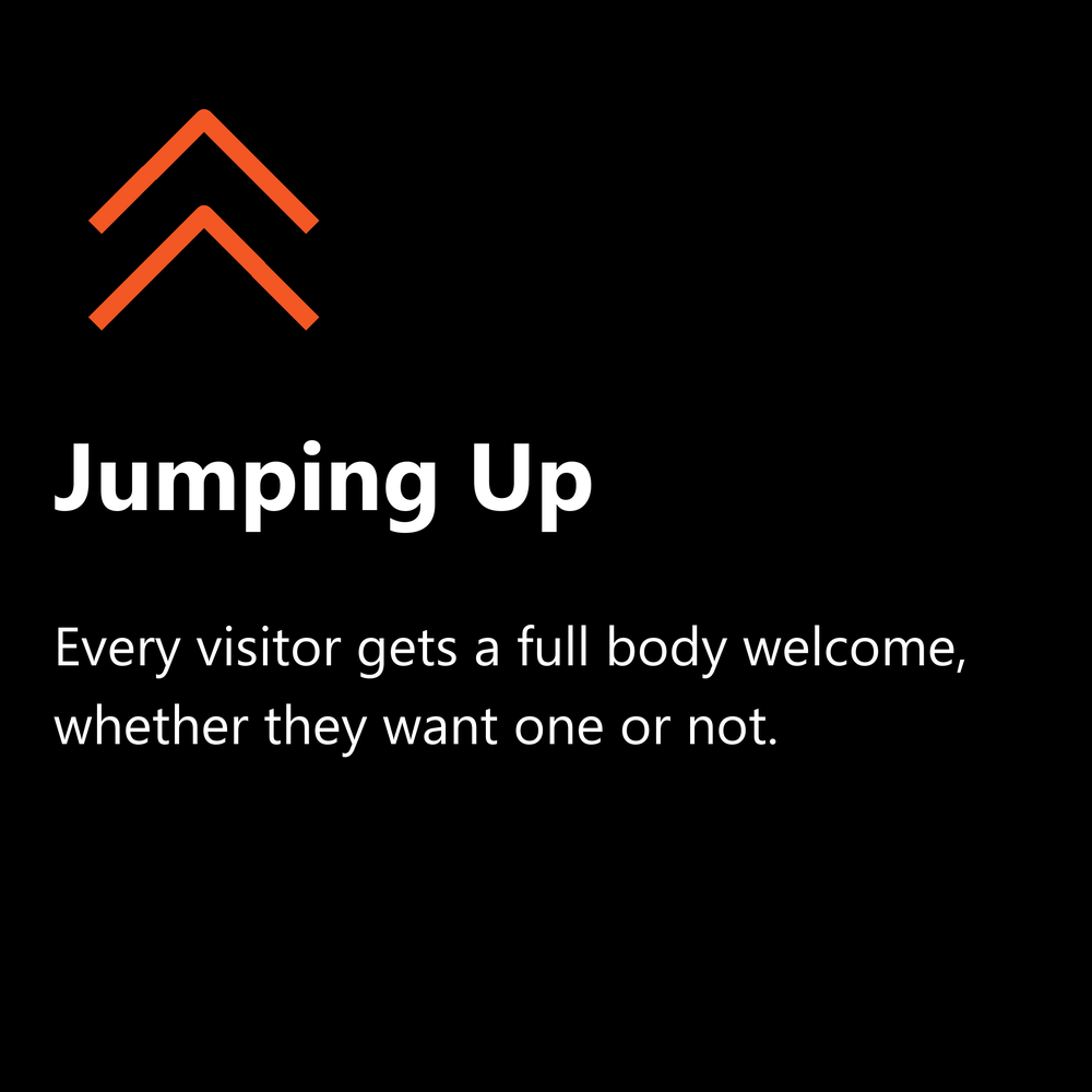 Jumping up: dog jumping on visitors, a habit our dog training classes help fix