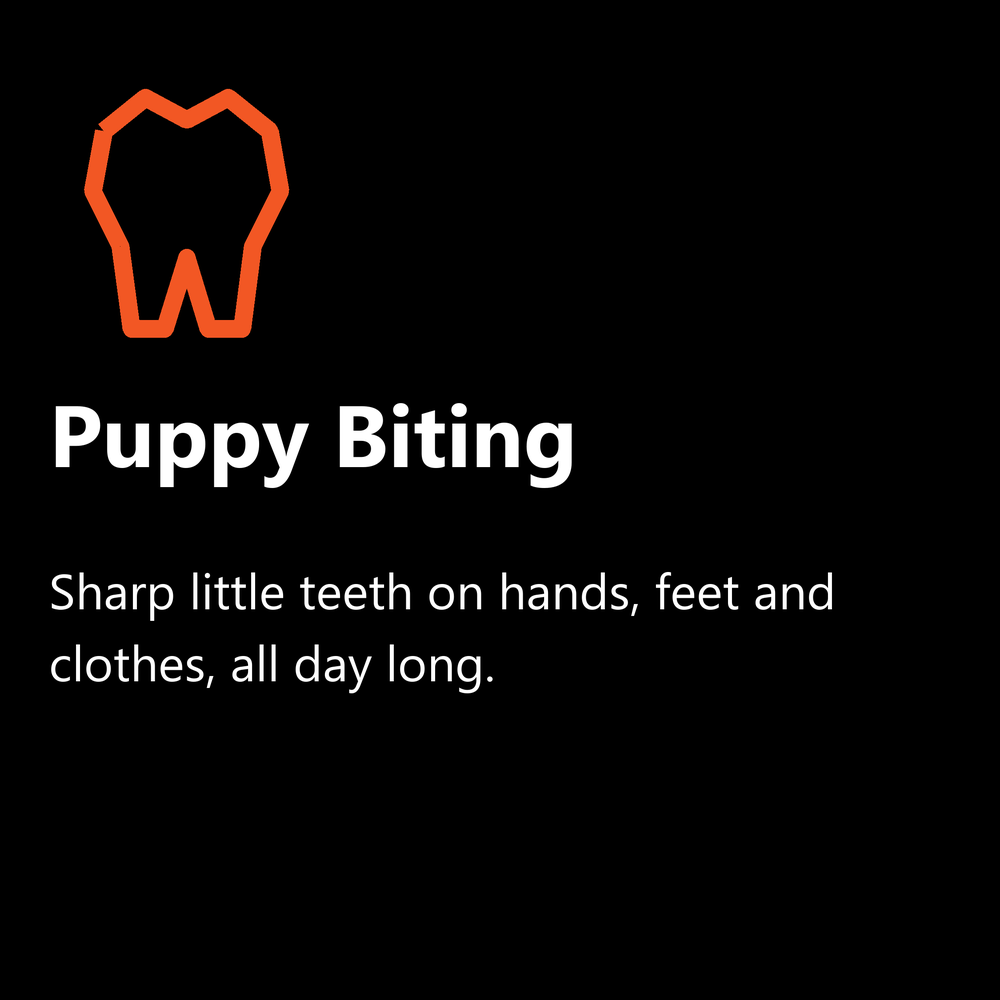 Puppy biting: sharp puppy teeth on hands, feet and clothes, helped by puppy classes in Coolum Beach