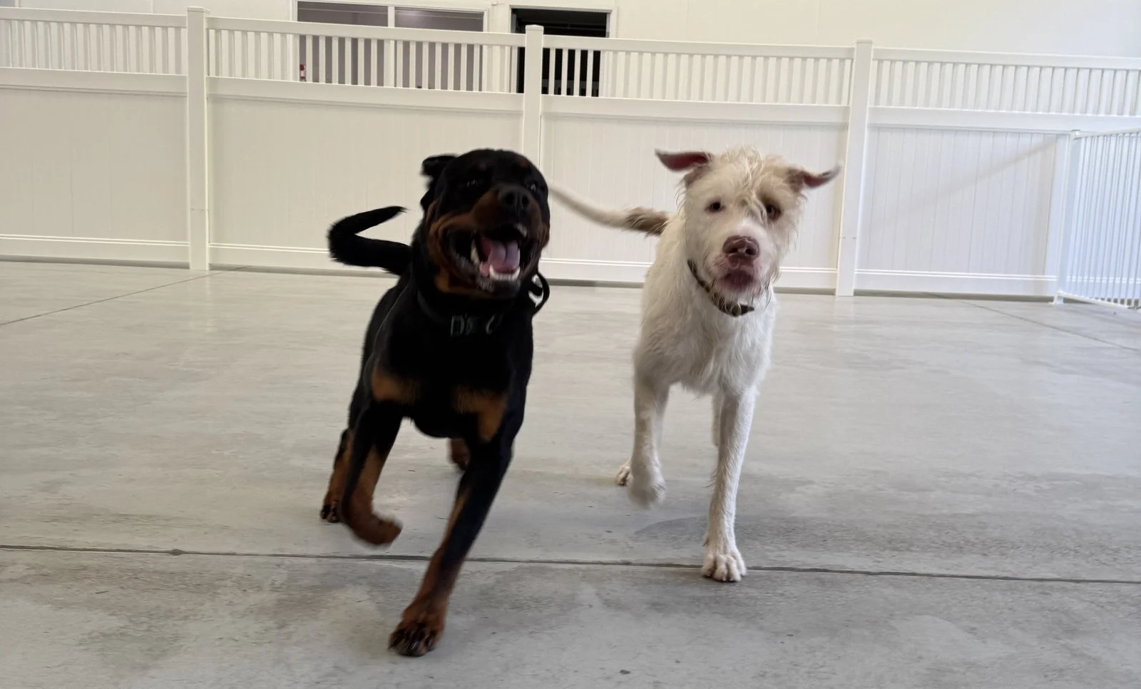 Rottweiler and scruffy white dog running and playing together at Unleashed Dog Training, Coolum Beach