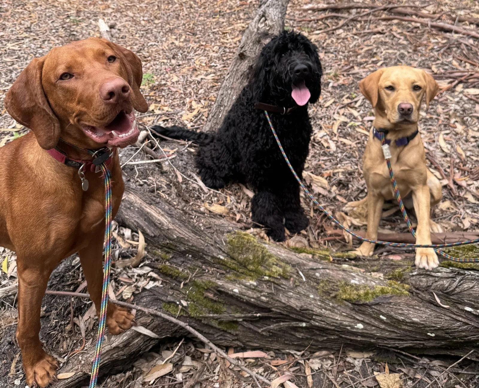 Three daycare dogs sitting together on a bush walk, Sunshine Coast