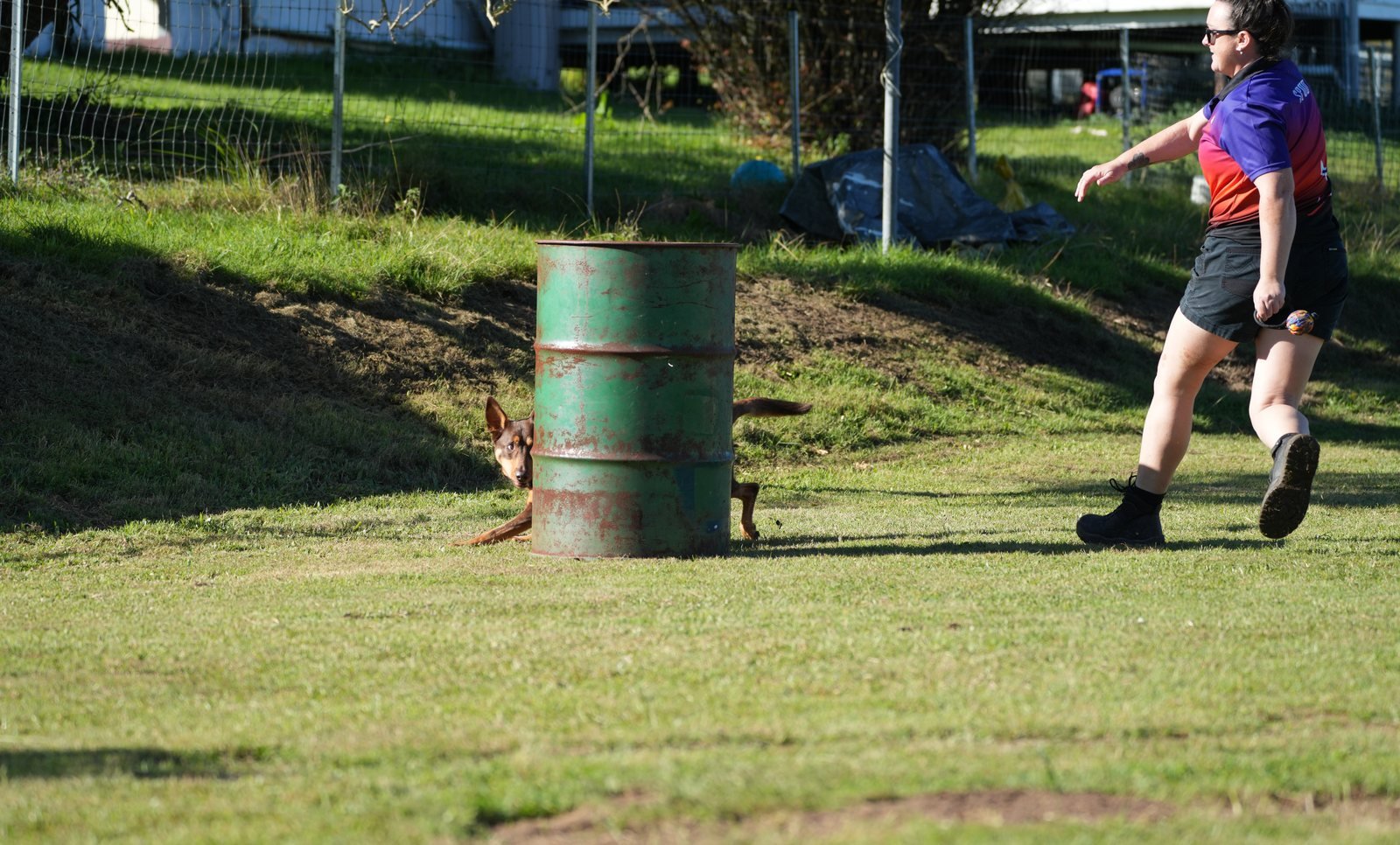 Kelpie peeking around a barrel at our Barrel Race competition on a Sunshine Coast farm