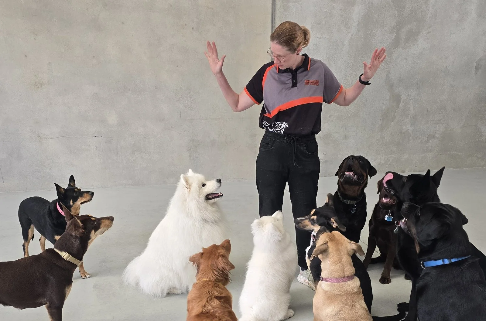 Unleashed trainer with a group of daycare dogs sitting and watching her at our Coolum Beach centre