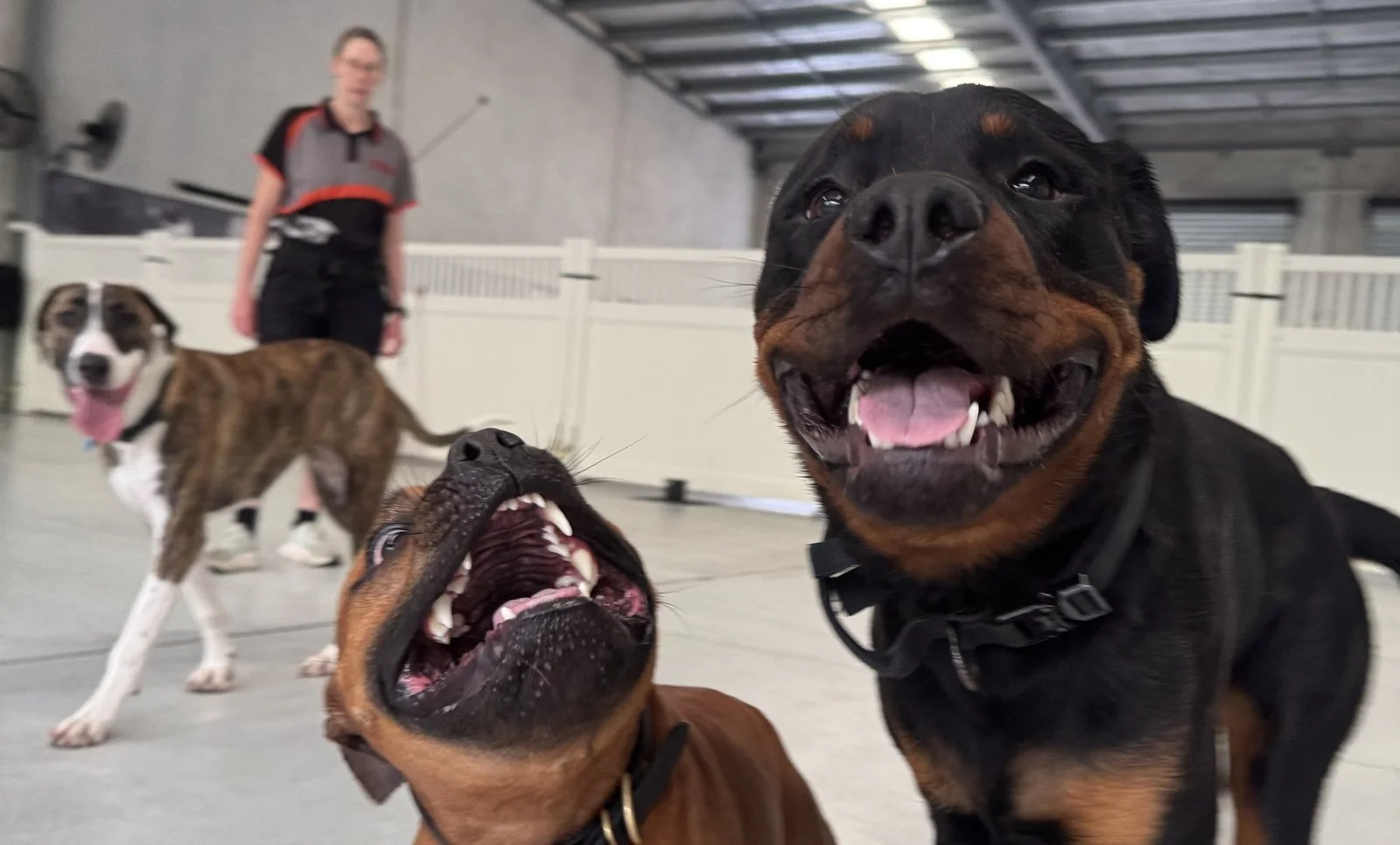 Two happy dogs playing together while a trainer supervises at Unleashed Doggy Daycare in Coolum Beach