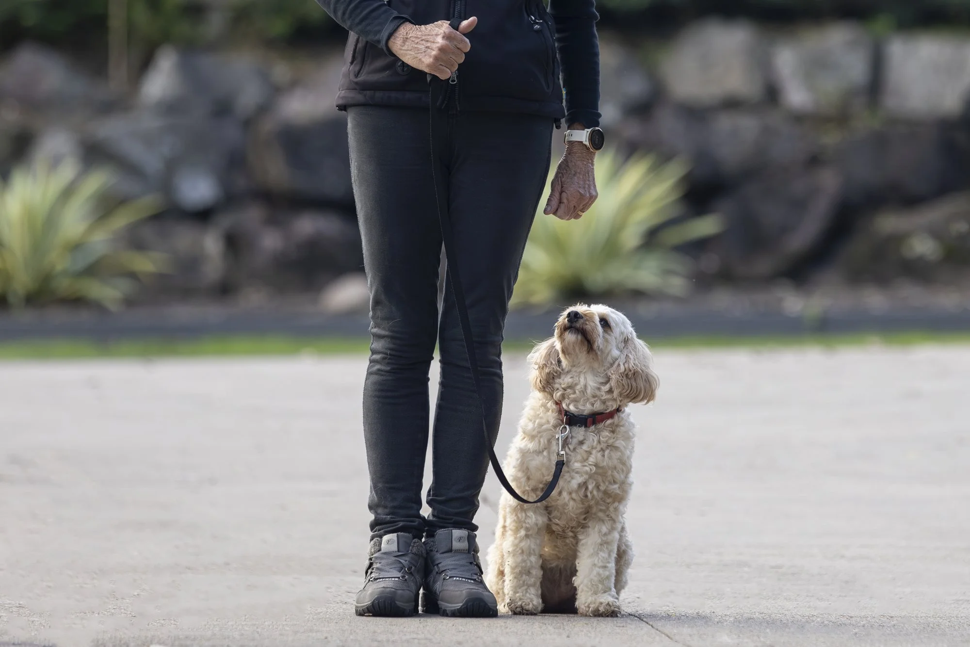 Anxious dog building confidence during a private training session on the Sunshine Coast