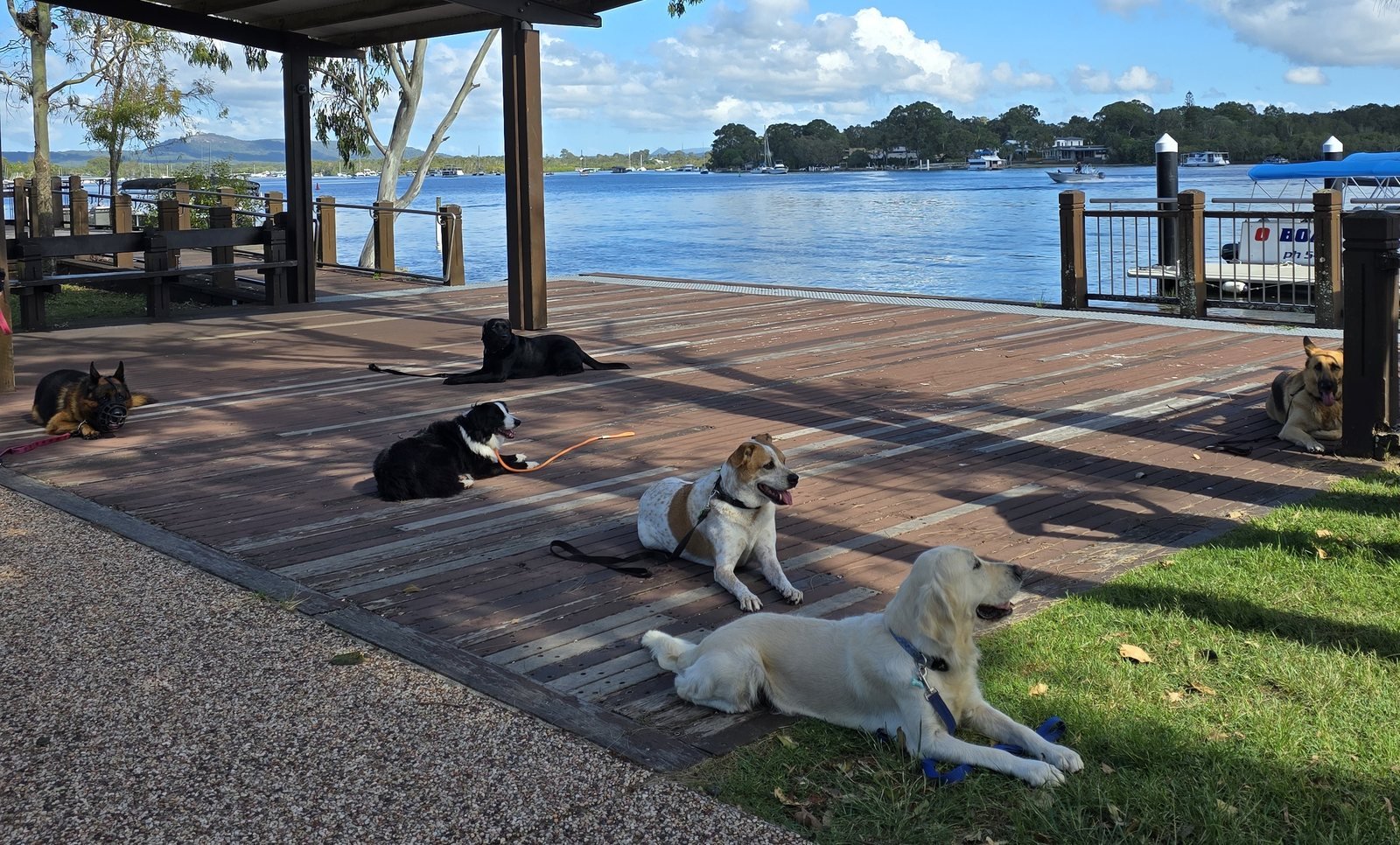 Dogs settled calmly on a riverside boardwalk during a Life Skills class on the Sunshine Coast