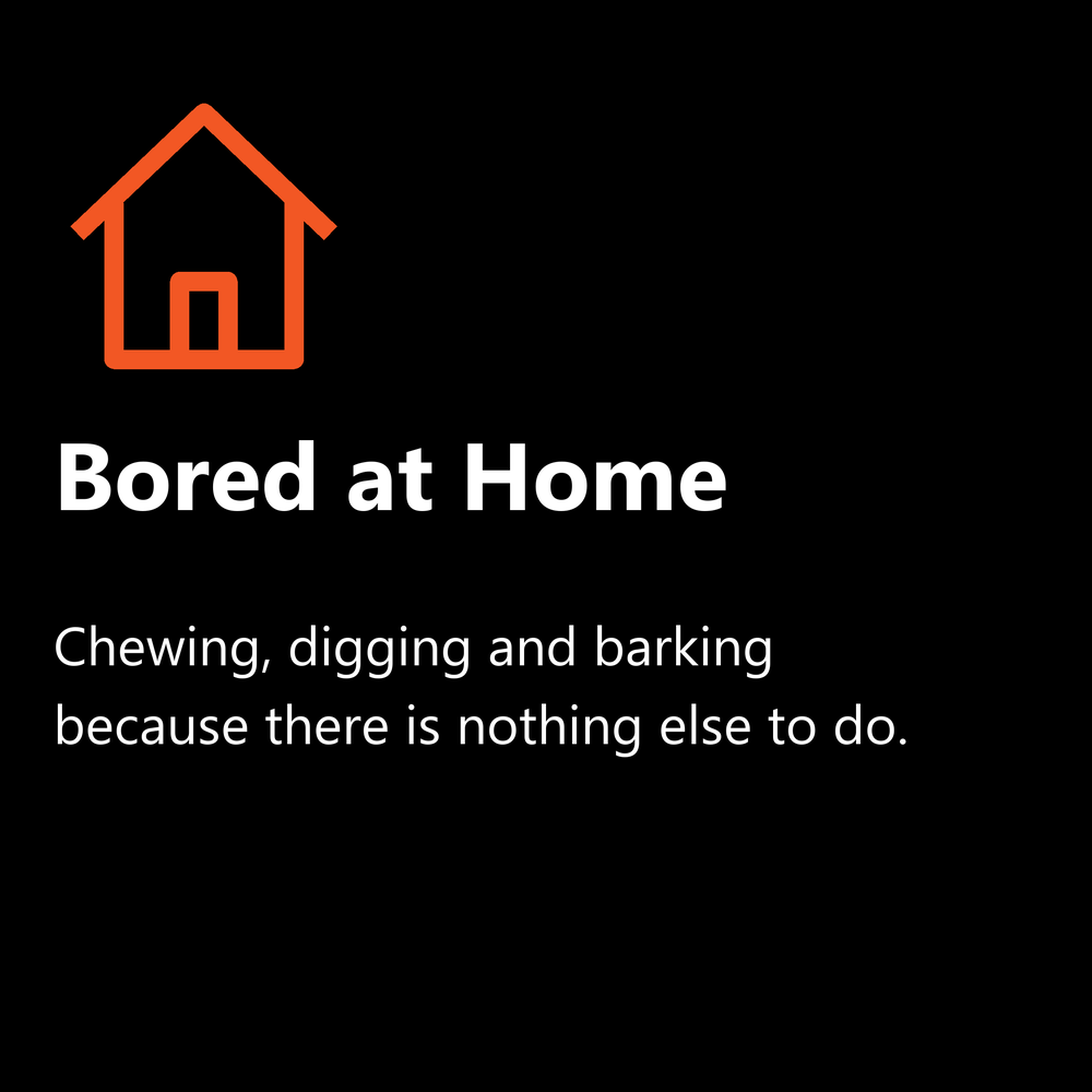 Bored at home: chewing, digging and barking because there is nothing else to do