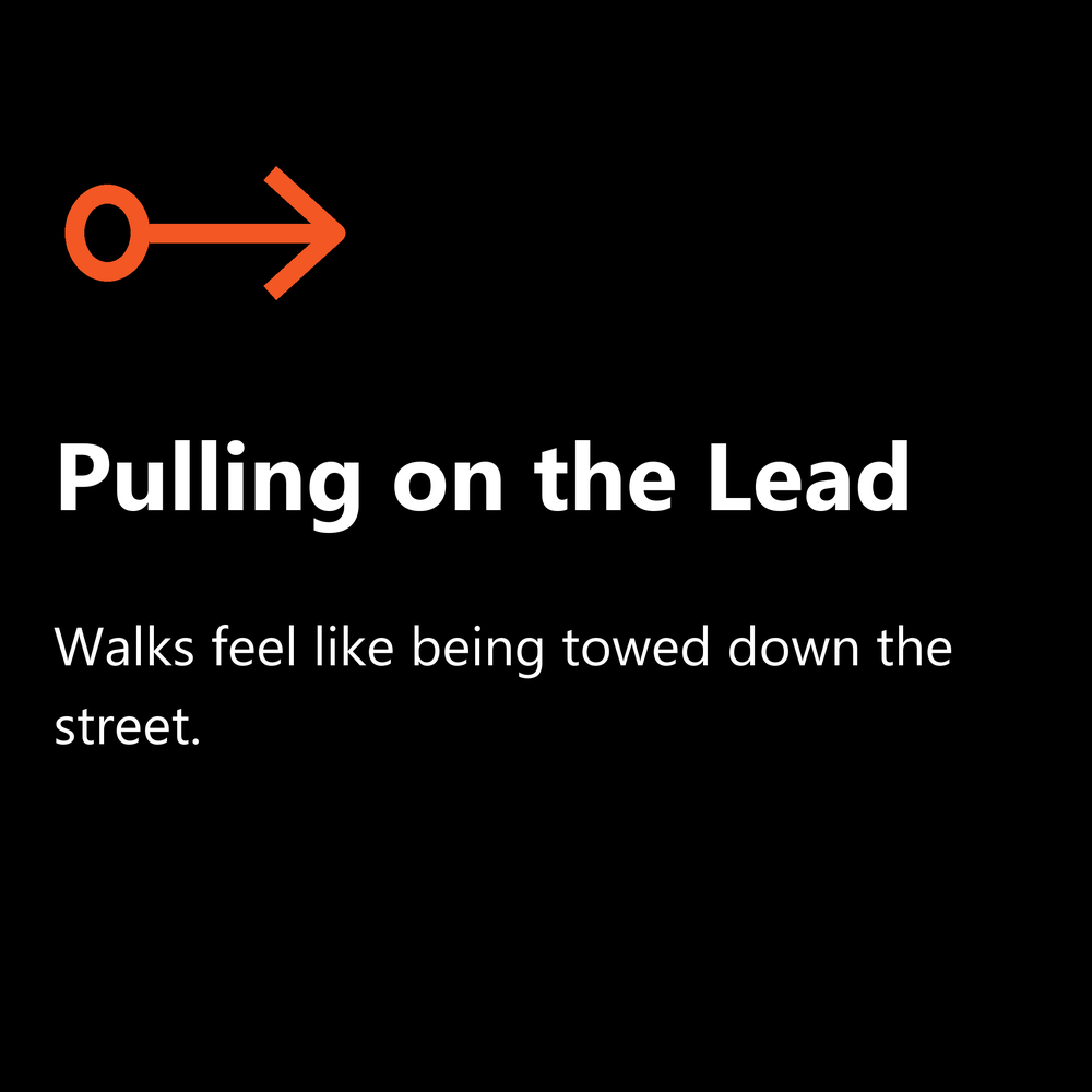 Pulling on the lead: dog towing its owner on walks, improved with loose lead training in group classes