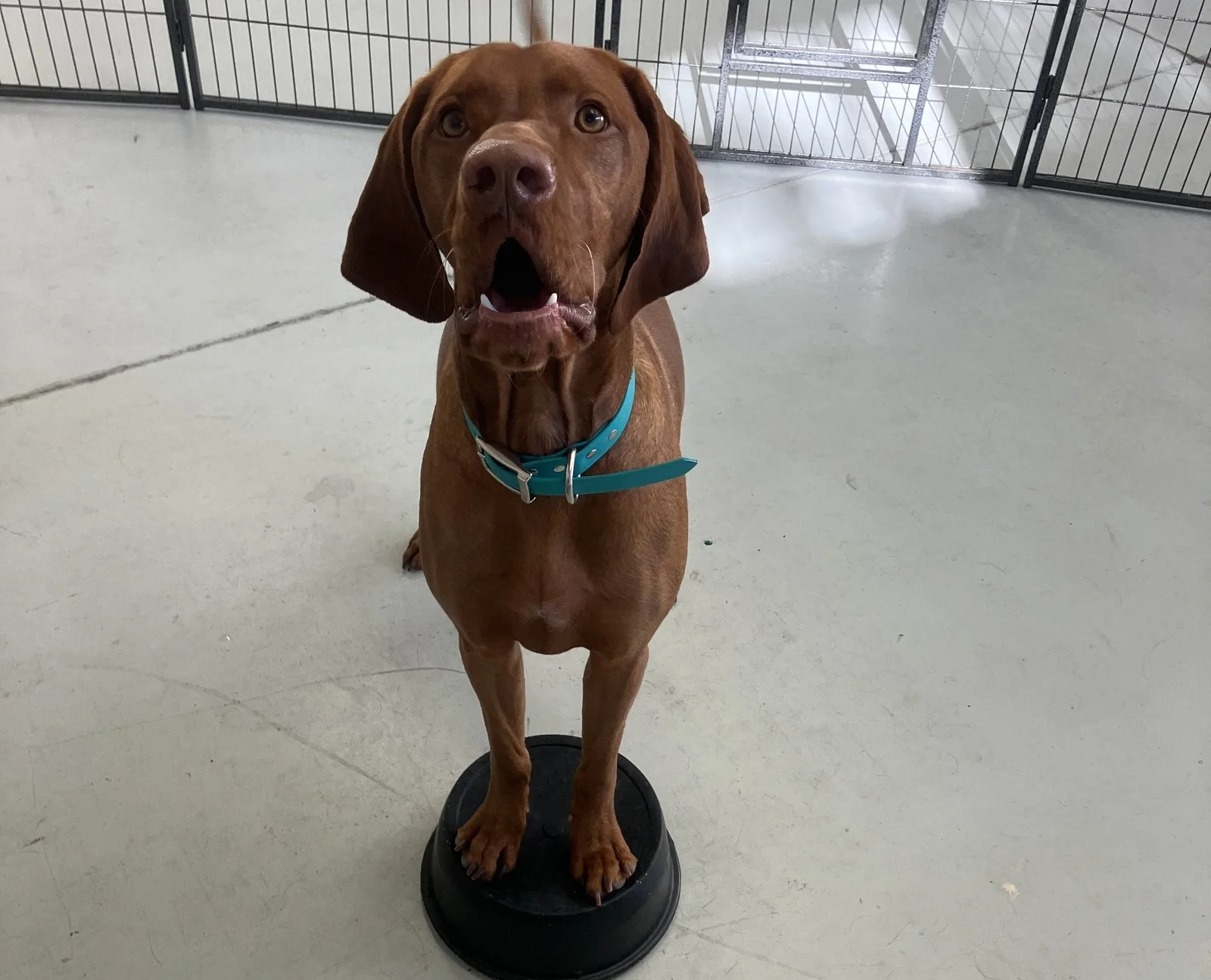 Dog standing on a balance platform during a one on one daycare training session at Unleashed Dog Training