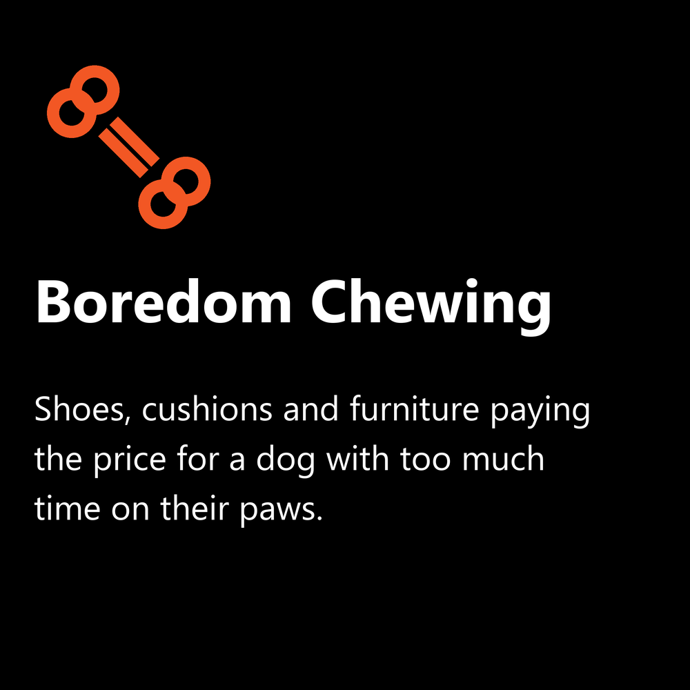 Boredom chewing: bored dog chewing furniture and shoes when left alone