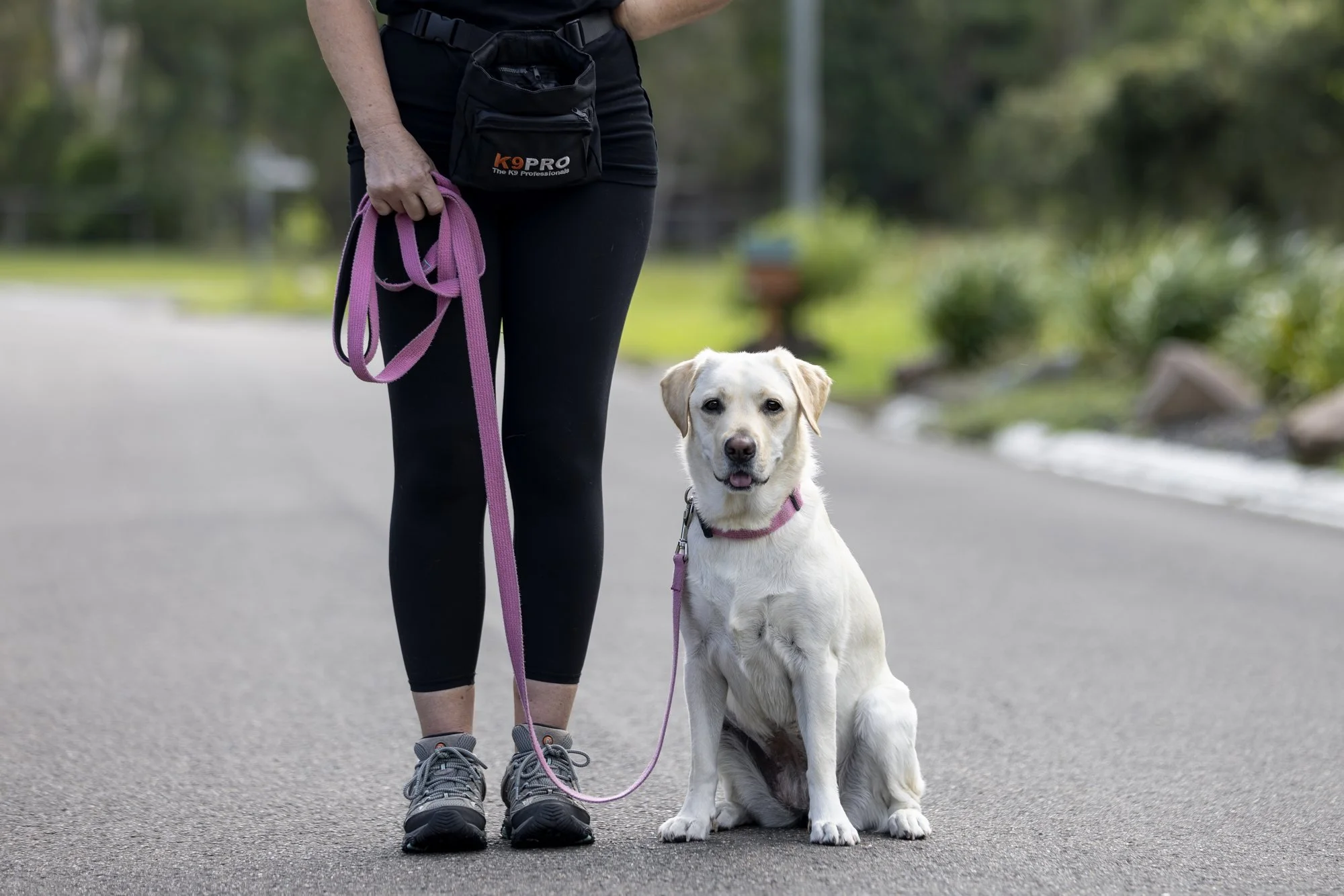 Dog walking on a loose lead during obedience training in Coolum Beach