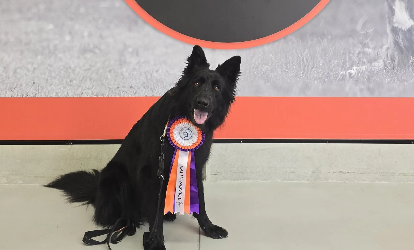 Black dog wearing a Rally Novice ribbon at our in house mock trial, Coolum Beach