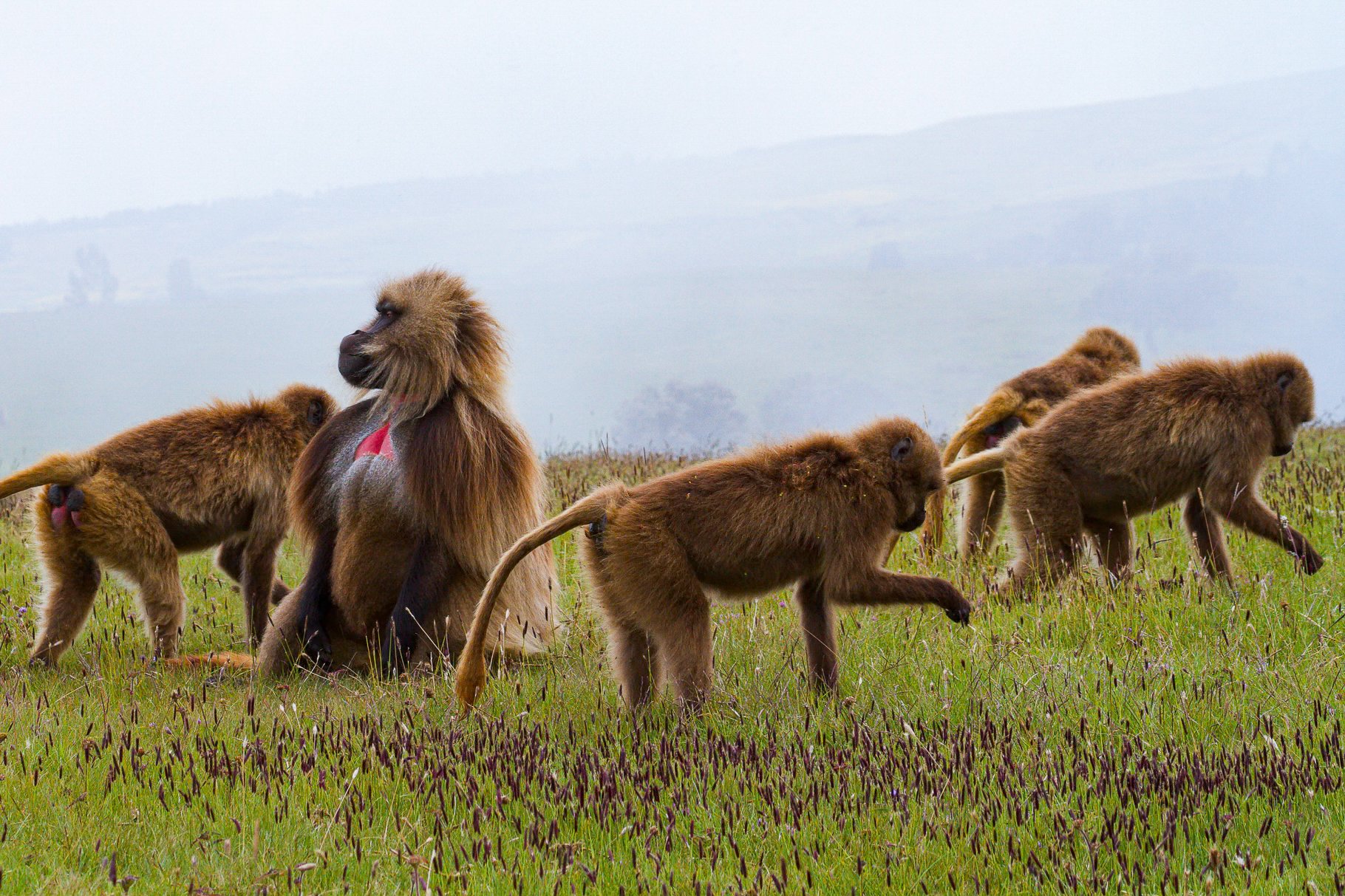 Ethiopia