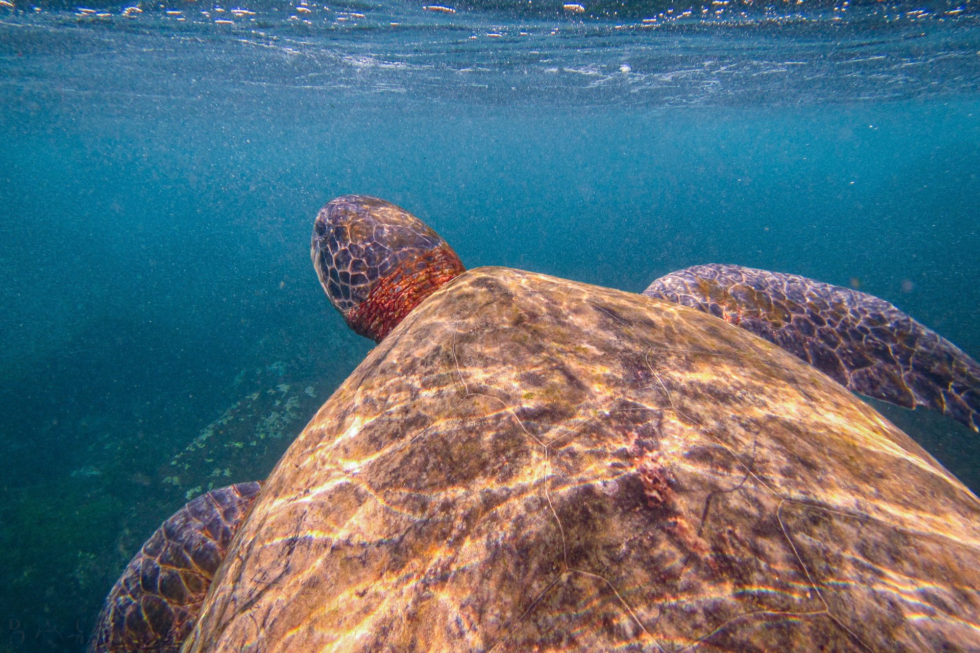 Galapagos Islands