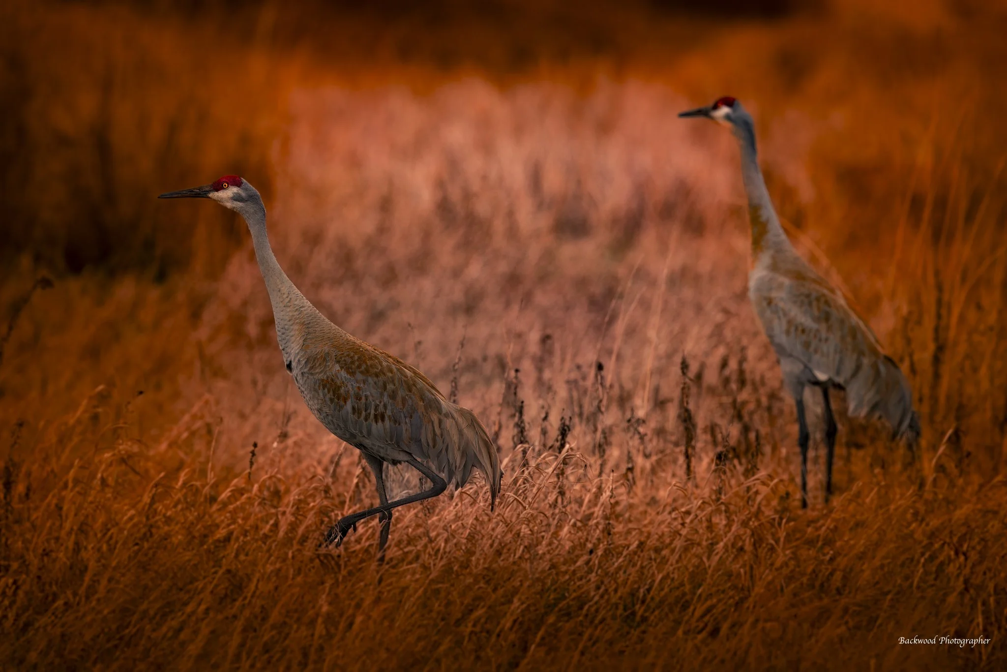 newest facebook.jpeg