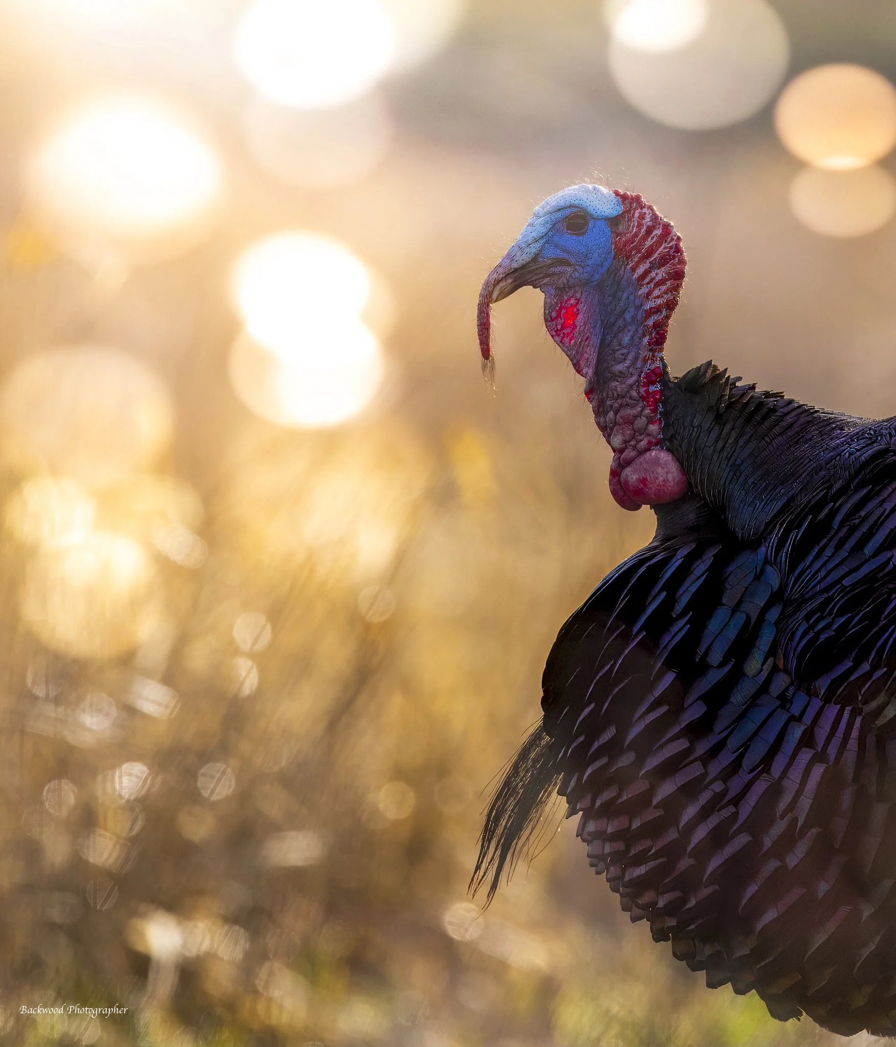 newest facebook-11.jpeg