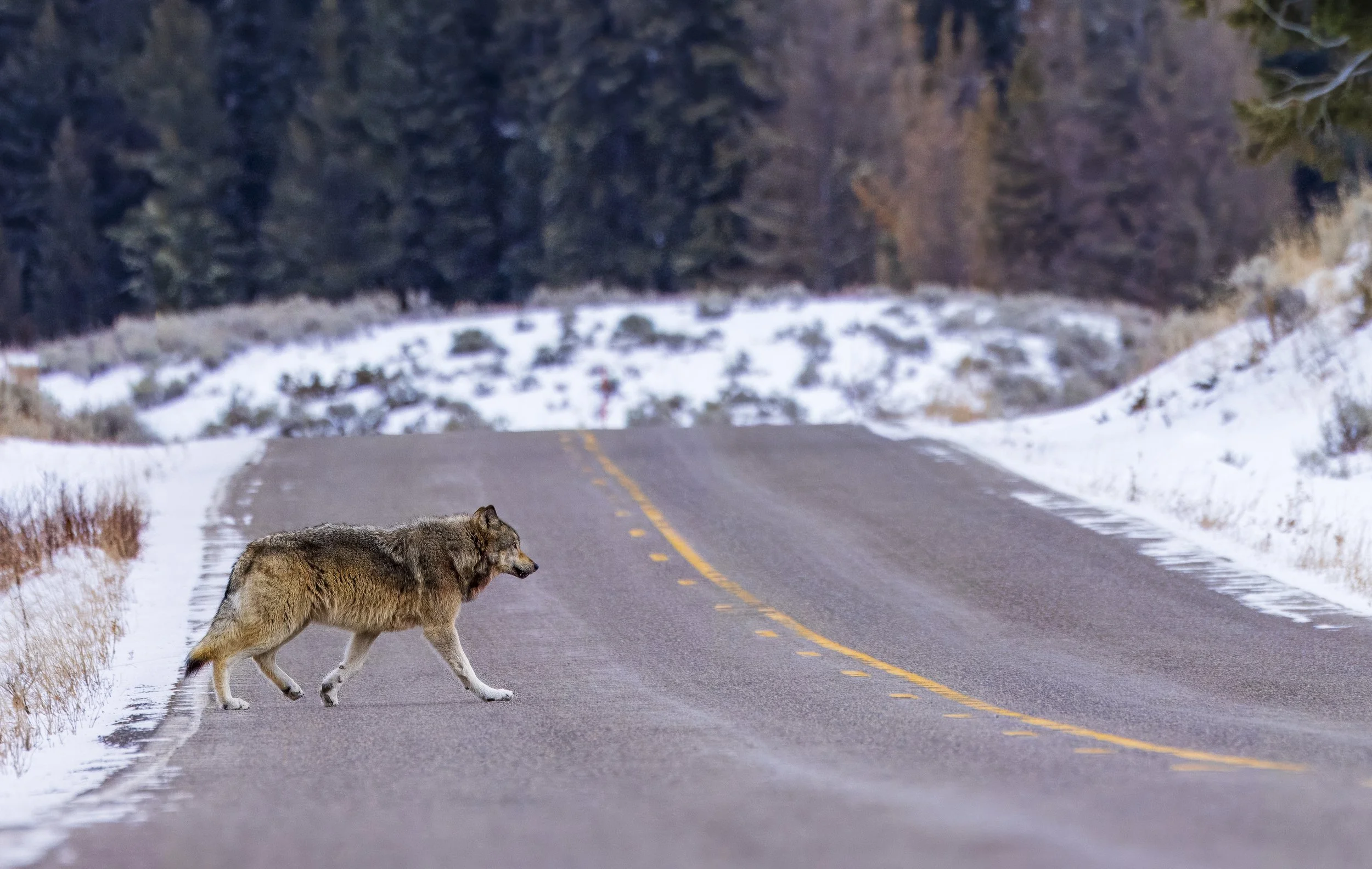Crossing Wolf