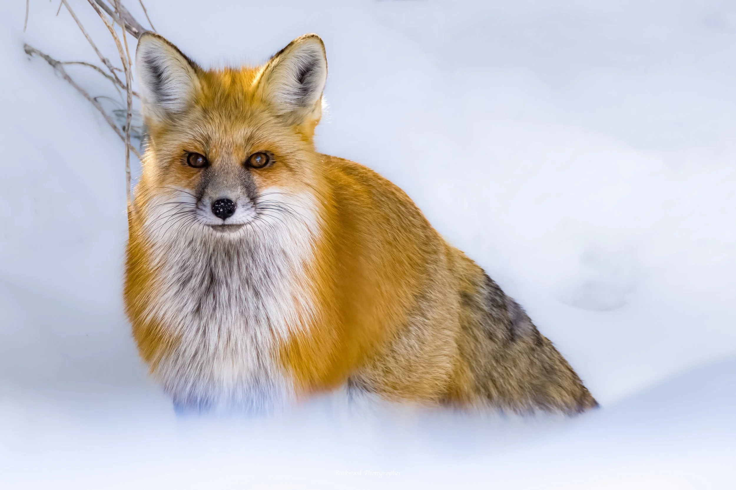 Winter Red Fox