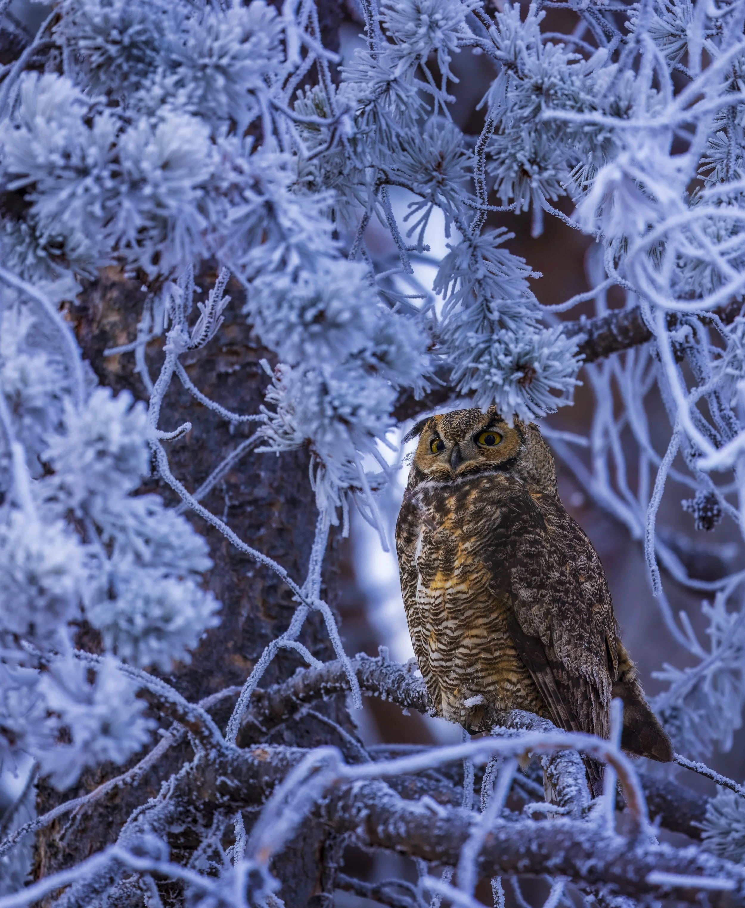 Frosty Owl