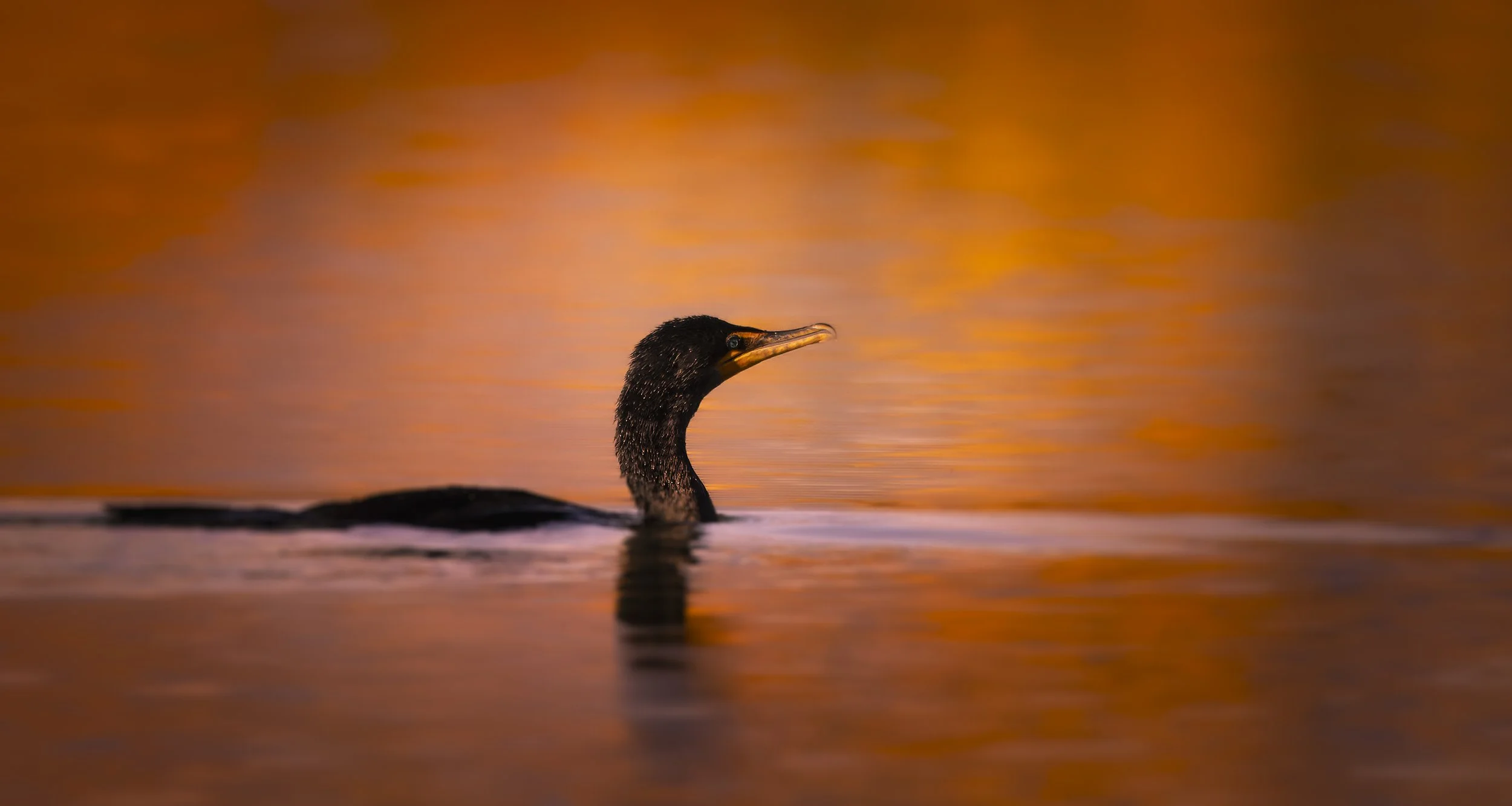 Autumn Teton Cormorant