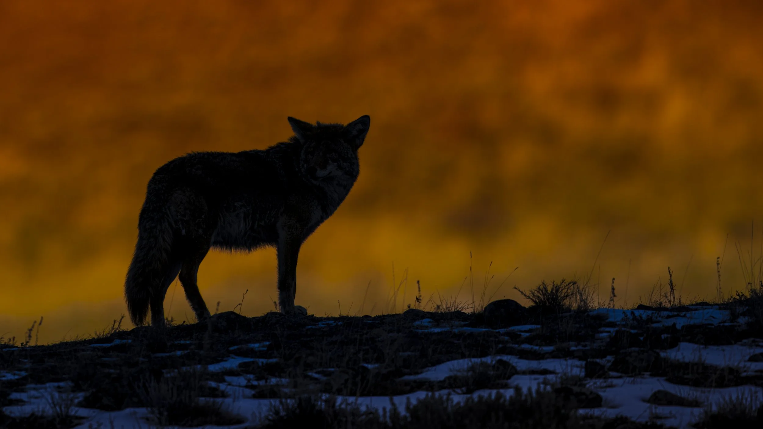 Golden Coyote